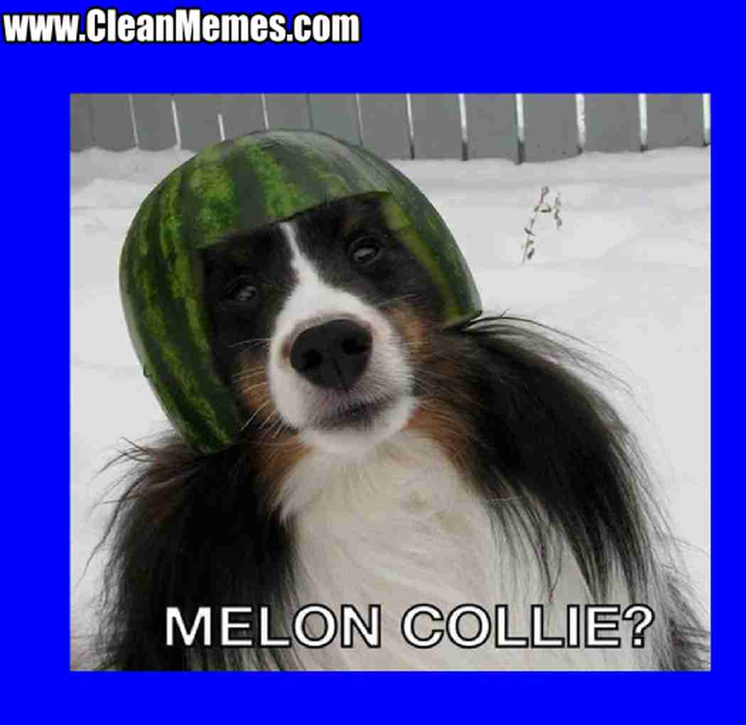 A Small Cantelope And A Sheep Dog
