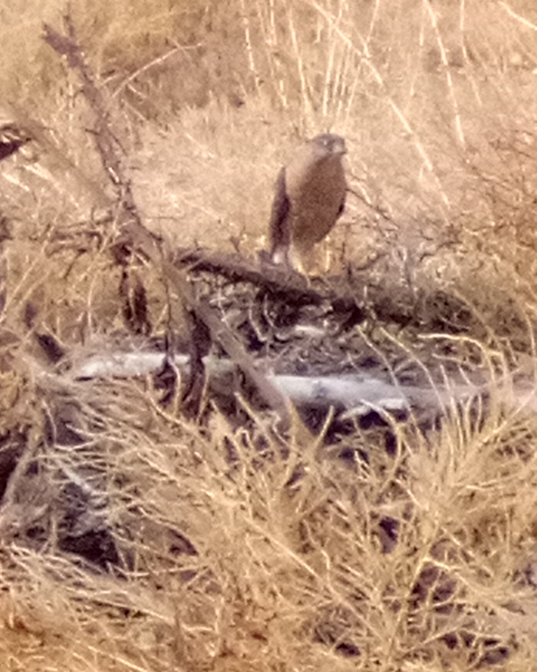 NaBloPoMo Day 18 – A Bird Of Prey Visits The Woodpile