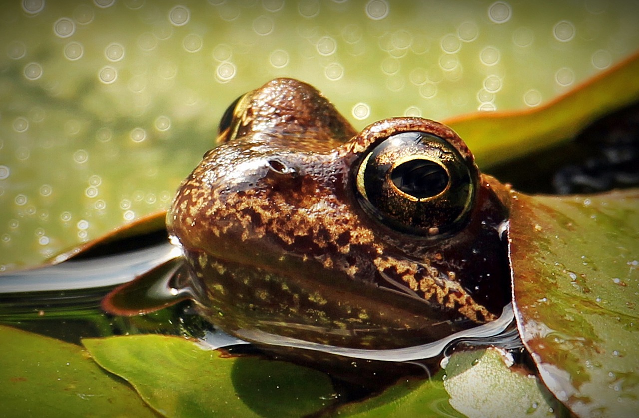 “Feelin’ Froggy? Then Eat A Live Frog,” Mark Twain?