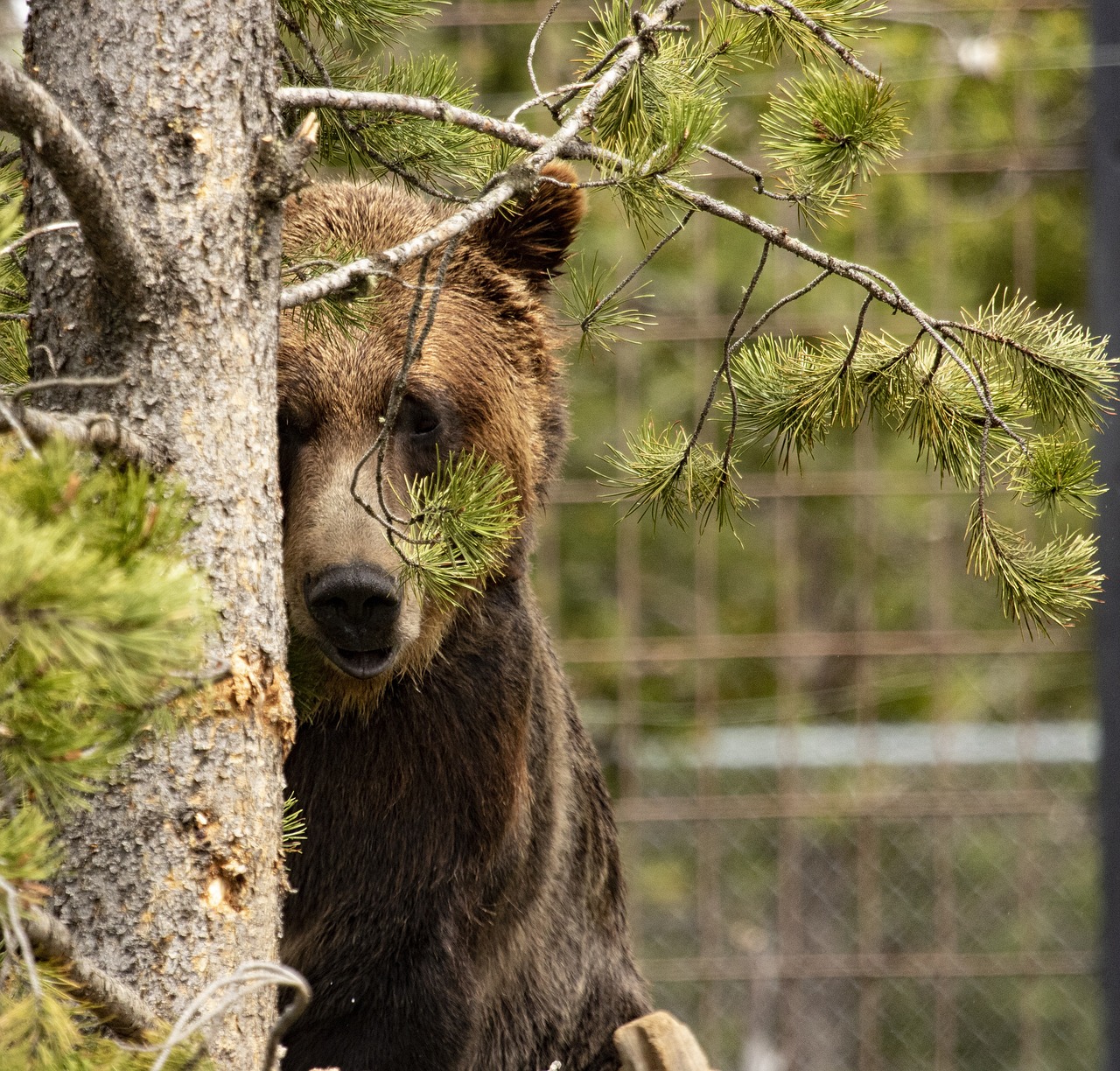 Yellowstone National Park on the Blogging A – Z Challenge