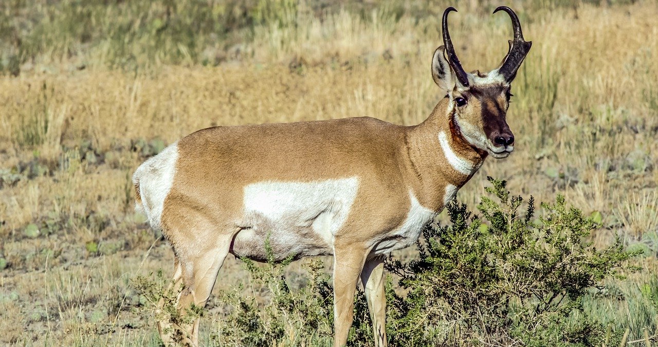 The Pronghorn Antelope Incident